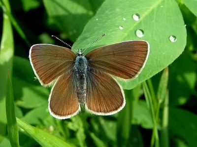 Cyaniris semiargus