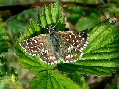 Pyrgus malvae
