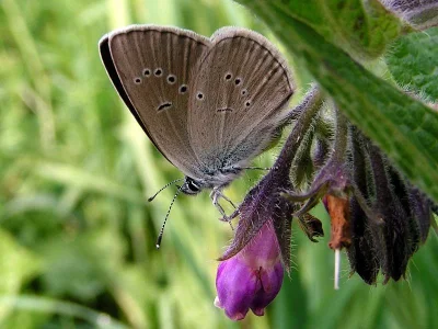 Cyaniris semiargus