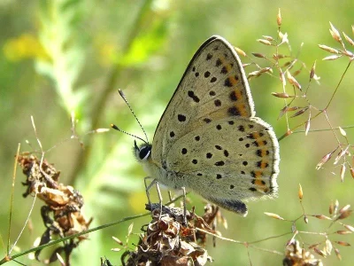 Lycaena (Heodes) tityrus