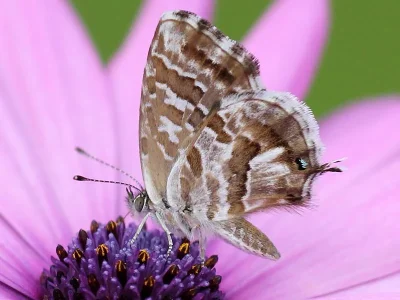 Cacyreus marshalli