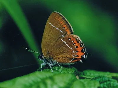 Satyrium (Strymonidia) pruni