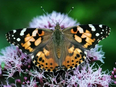Vanessa cardui