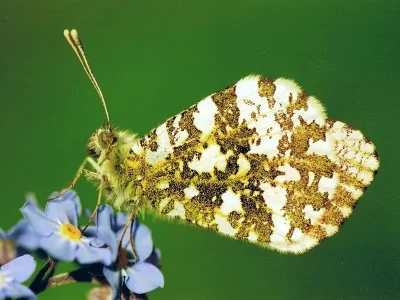 Anthocharis (Anthocharis) cardamines