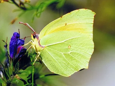 Gonepteryx cleopatra