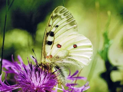 Parnassius (Parnassius) phoebus