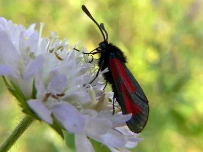 Zygaena (Mesembrynus) purpuralis