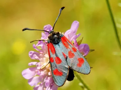 Zygaena (Agrumenia) loti
