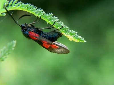 Zygaena (Zygaena) lonicerae