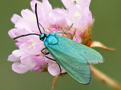 Adscita (Adscita) statices