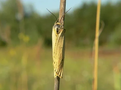 Spiris striata