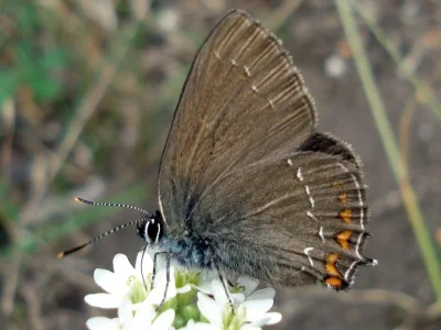 Satyrium (Nordmannia) ilicis