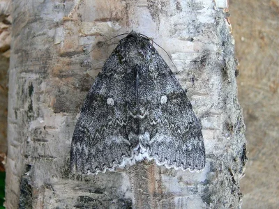 Catocala fraxini