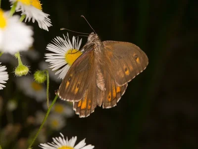 Hipparchia (Parahipparchia) semele