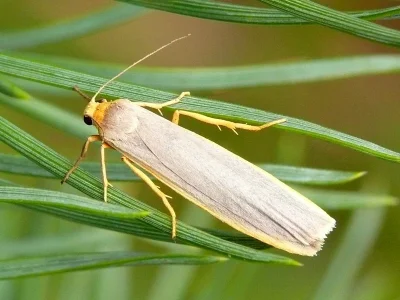 Eilema (Manulea) complana