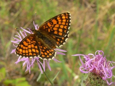 Melitaea (Mellicta) athalia