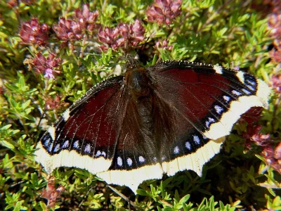 Nymphalis (Nymphalis) antiopa