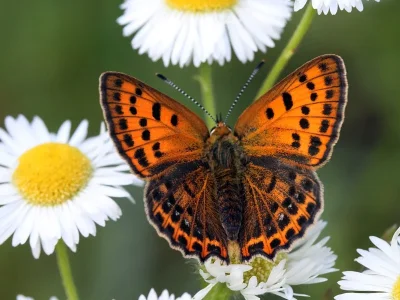 Lycaena (Heodes) virgaureae