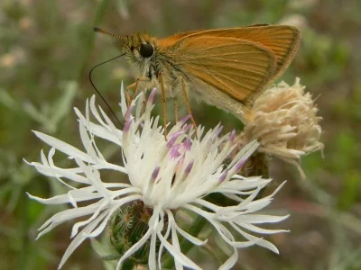 Thymelicus sylvestris