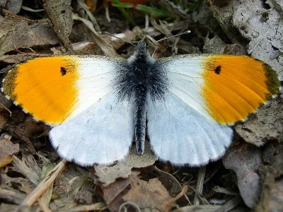 Anthocharis (Anthocharis) cardamines