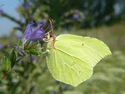 Gonepteryx rhamni