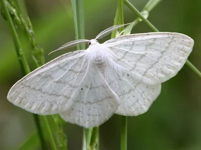 Cabera pusaria