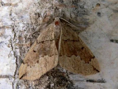 Pungeleria capreolaria