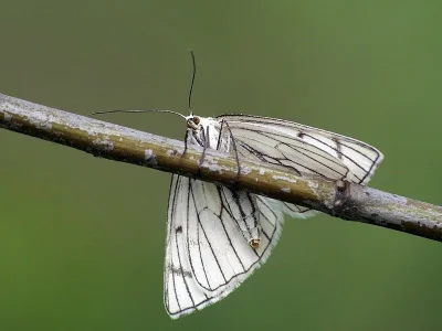 Siona lineata