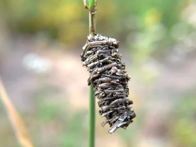 Megalophanes viciella