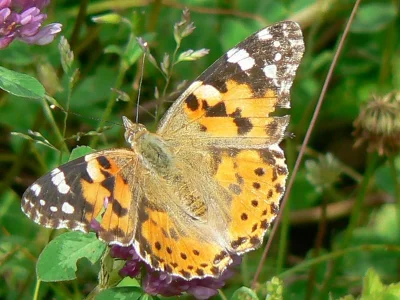 Vanessa cardui