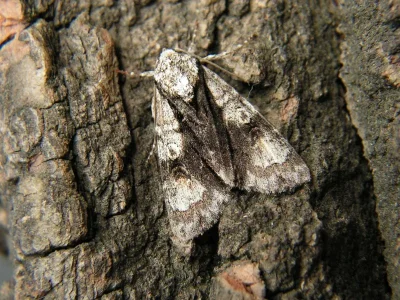 Acronicta (Jocheaera) alni