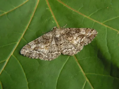 Alcis repandata