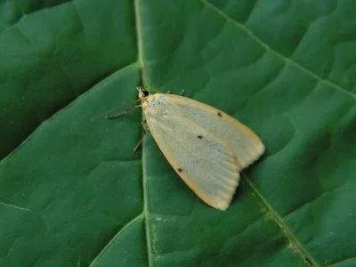 Cybosia mesomella