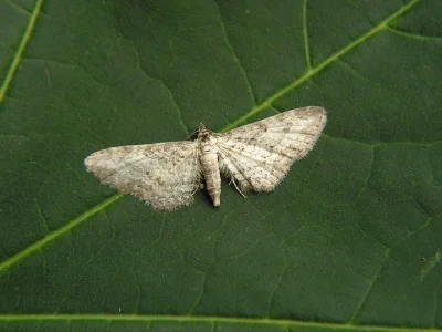 Eupithecia subumbrata