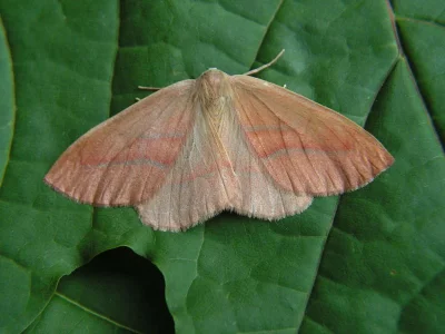 Hylaea fasciaria