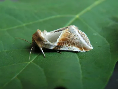 Habrosyne pyritoides