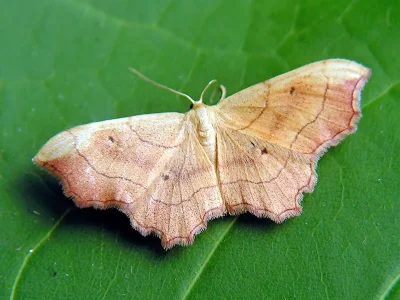 Idaea emarginata