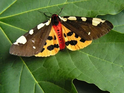 Arctia matronula