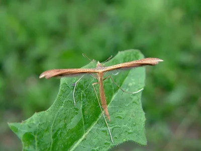 Stenoptilia pterodactyla