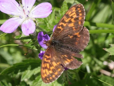 Boloria (Clossiana) thore