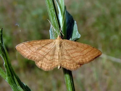 Idaea ochrata