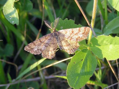 Ematurga atomaria