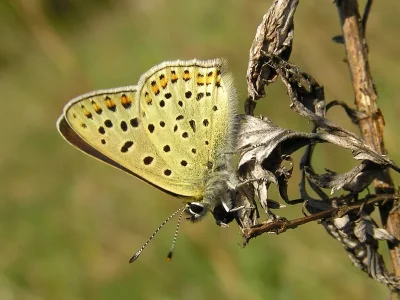 Lycaena (Heodes) tityrus