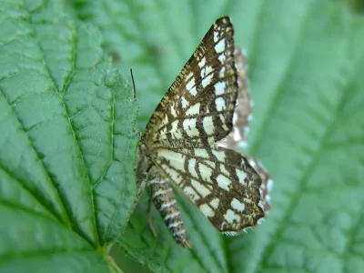 Chiasmia clathrata