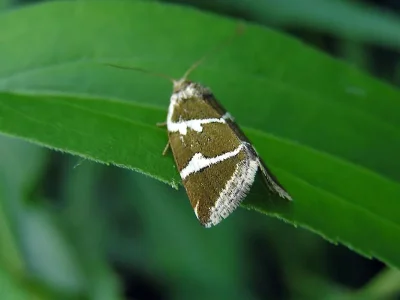Deltote bankiana