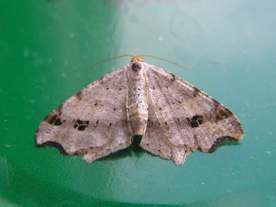 Macaria notata