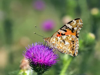 Vanessa cardui