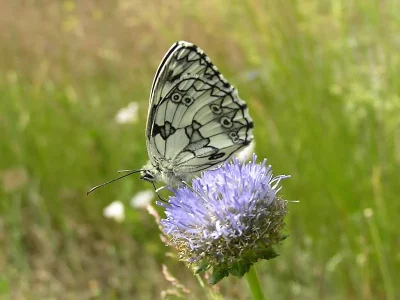 Melanargia (Melanargia) galathea