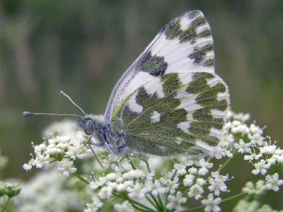Pontia edusa