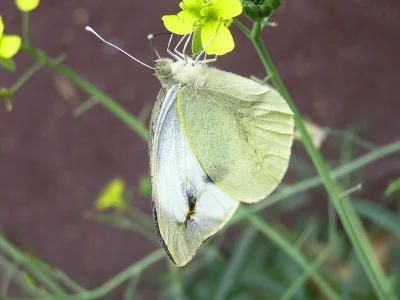 Pieris (Pieris) brassicae